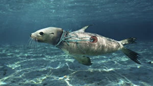 Ghost Nets Gallery: Sea lion, with nylon strings and piece of fishing