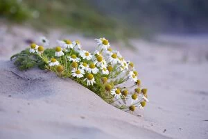 Images Dated 5th August 2012: Sea Mayweed