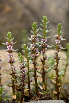 Images Dated 15th July 2006: Sea milkwort in flower