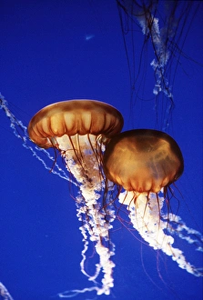 <b class=qtipBold><figcaption>Sea Nettle JELLYFISH</figcaption></b><br>WAT-737 Sea Nettle JELLYFISH Chrysaora fuscescens. M. Watson Please note that prints are for personal display purposes only and may not be reproduced in any way.<br><em>© Ardea 2007 - All Rights Reserved</em> Sea Nettle JELLYFISH