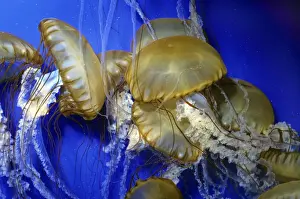 Jellyfish Prints: Sea Nettle Jellyfish