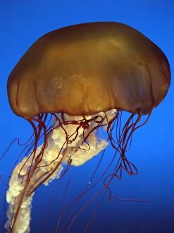 Images Dated 19th October 2004: Sea Nettle Jellyfish - California - USA