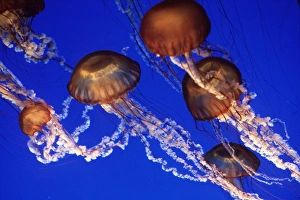 <b class=qtipBold><figcaption>Sea Nettle JELLYFISH - group</figcaption></b><br>WAT-730 Sea Nettle JELLYFISH - group Chrysaora fuscescens M. Watson Please note that prints are for personal display purposes only and may not be reproduced in any way.<br><em>© Ardea 2007 - All Rights Reserved</em> Sea Nettle JELLYFISH - group
