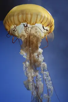 Jellyfish Prints: Sea Nettle Jellyfish - Pacific Ocean