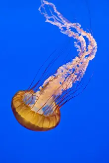 Jellyfish Prints: Sea Nettle - Range