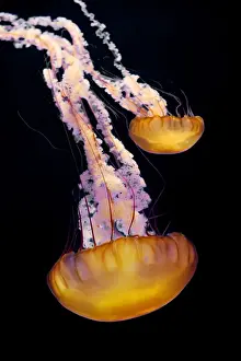 Sea Nettle - Range: California to Alaska - Aleoutian Islands - Bering Sea - Japan - Mostly near coast - Photographed at Monterey Bay Aquarium - Monterey - California - USA