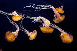 Marine Prints: Sea Nettle - Range
