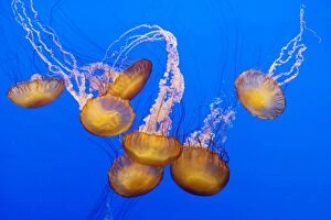 Images Dated 4th May 2007: Sea Nettle - Range: California to Alaska - Aleoutian Islands - Bering Sea - Japan - Mostly near