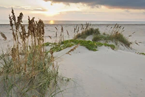 Dune Gallery: Sea Oats on Gulf of Mexico at South Padre