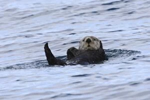Images Dated 22nd March 2008: Sea Otter