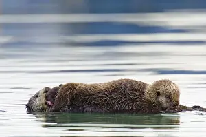 Sea Otter