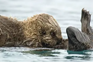 Sea Otter