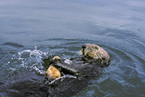 Sea Otter - Breaking open clam on rock to eat. Illustrates use of tool Sea Otter - Breaking open clam on rock to eat. Illustrates use of tool