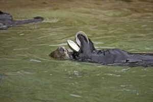 Sea Otter with clam shell