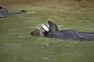 Sea Otter with clam shell Oregon, USA (Captive) MA000385