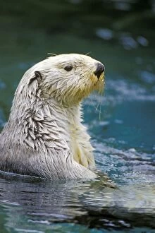 Sea Otter - Close up from side of head after coming out of water