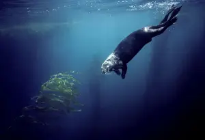California Prints: Sea Otter - diving in the kelp forest - Monterey Bay - Pacific Ocean - California - USA