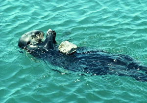 SEA OTTER - eating on its back, using stone to break Abalone