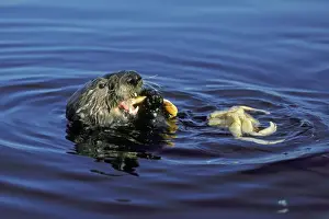 California Prints: Sea Otter - Eating crab. Monterey Bay, California, USA Mo51