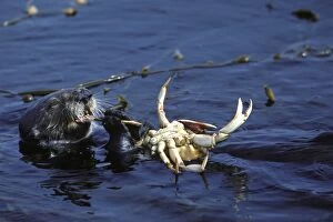 Images Dated 23rd April 2007: Sea Otter - eating crab Monterey Bay, California, USA AU-768