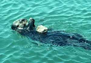 Agility Prints: Sea Otter Eating on back using stone to break abalone