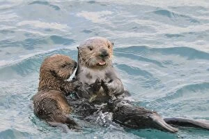 Images Dated 3rd April 2010: Sea Otter (Enhydra lutris)