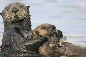 Sea Otter - female holding young pup while it feeds on clam