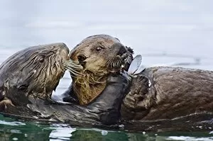Sea Otter - female sharing food with her pup. Pup is too young to hunt on its own at this stage