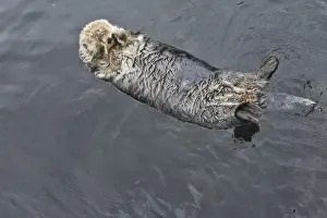 Floating Prints: Sea Otter - floating on back covering eyes with paws