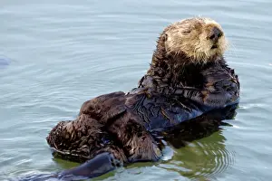 Otters Prints: Sea Otter - floating at the surface resting - Monterey Bay - California - USA - Pacific Ocean