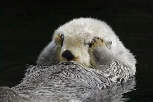 Images Dated 27th March 2007: Sea Otter - grooming