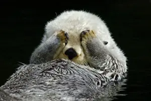 Saltwater Prints: Sea Otter - grooming. (Point Defiance Zoo & Aquarium, Tacoma, WA) B2A4593