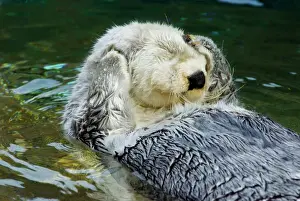 Saltwater Prints: Sea Otter - grooming in water (Point Defiance Zoo & Aquarium, Tacoma, WA) B2A5726