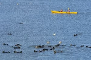 Sea Otter - Kayakers paddling near a raft of sea