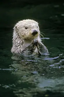 Sea Otter MO350
