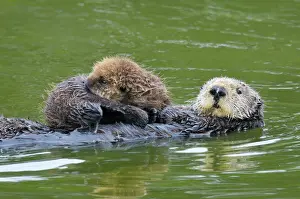 Ride Prints: Sea Otter - mother carrying young (under three weeks) pup - Monterey Bay - USA _C3A5900