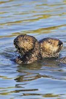 Mustelid Collection: Sea Otter - mother with immature (3 to 4 month old on left) pup - Monterey Bay - USA _C3A6994