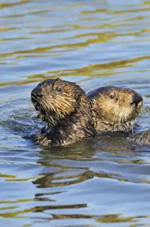 Sea Otter - mother with immature (3 to 4 month old on left) pup - Monterey Bay - USA _C3A6994