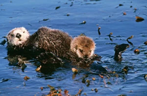Images Dated 21st March 2006: Sea Otter - mother & pup Monterey, California, USA