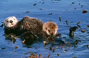 Floating Prints: Sea Otter - mother & pup Monterey, California, USA