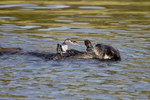 Mustelid Collection: Sea Otter - playing with grebe - Sea otter did not attempt to eat this grebe but only played with