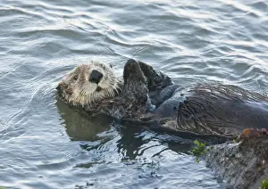 Humour Prints: Sea Otter - playing and relaxing in the sea off southern California