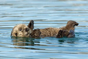 Sea Otter - pup learning to use its legs, feet and flippers / coordination
