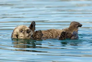 Sea Otter - pup learning to use its legs, feet and flippers / coordination Sea Otter - pup learning to use its legs, feet and flippers / coordination