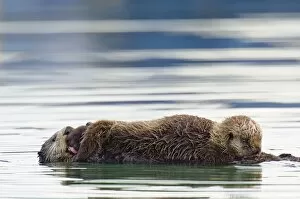 Sea Otter - pup nursing while mother grooms pup