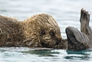 Sea Otter - pup nursing in water