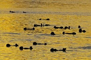 Mustelid Collection: Sea Otter - raft at sunrise - California coast USA _C3A7926