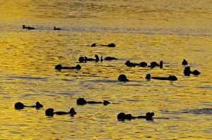 California Prints: Sea Otter - raft at sunrise - California coast USA _C3A7926