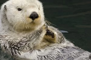 Sea Otter - resting on back
