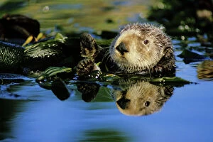 Reflections Collection: Sea Otter - resting in kelp bed California, USA